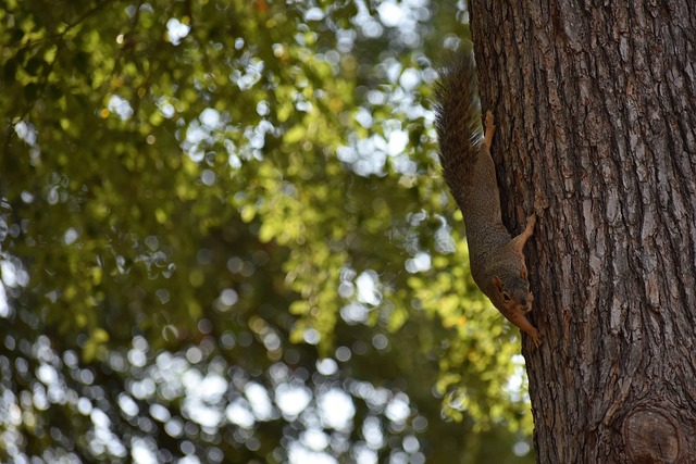 可以在比赛 可以在比赛